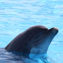 Marineland - Dauphins - 006